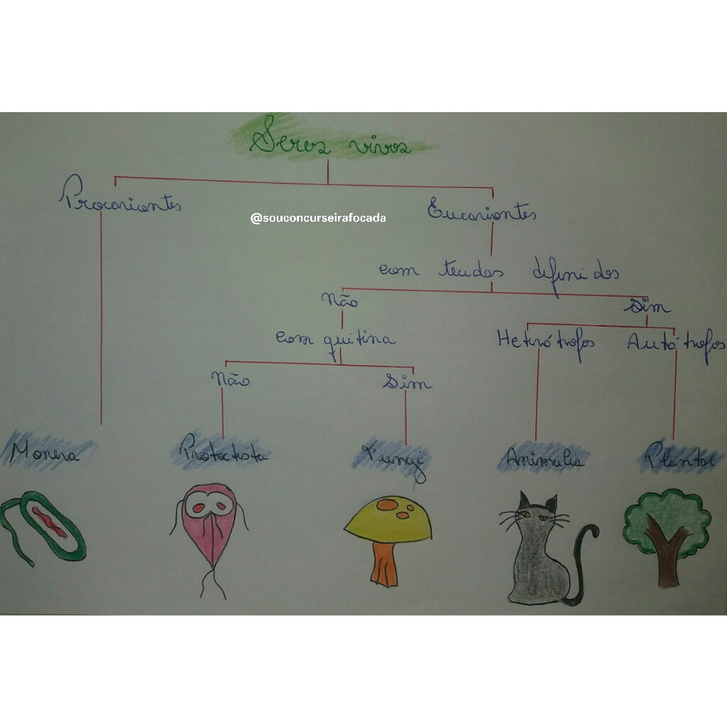 Mapa mental - Seres Vivos - Biologia