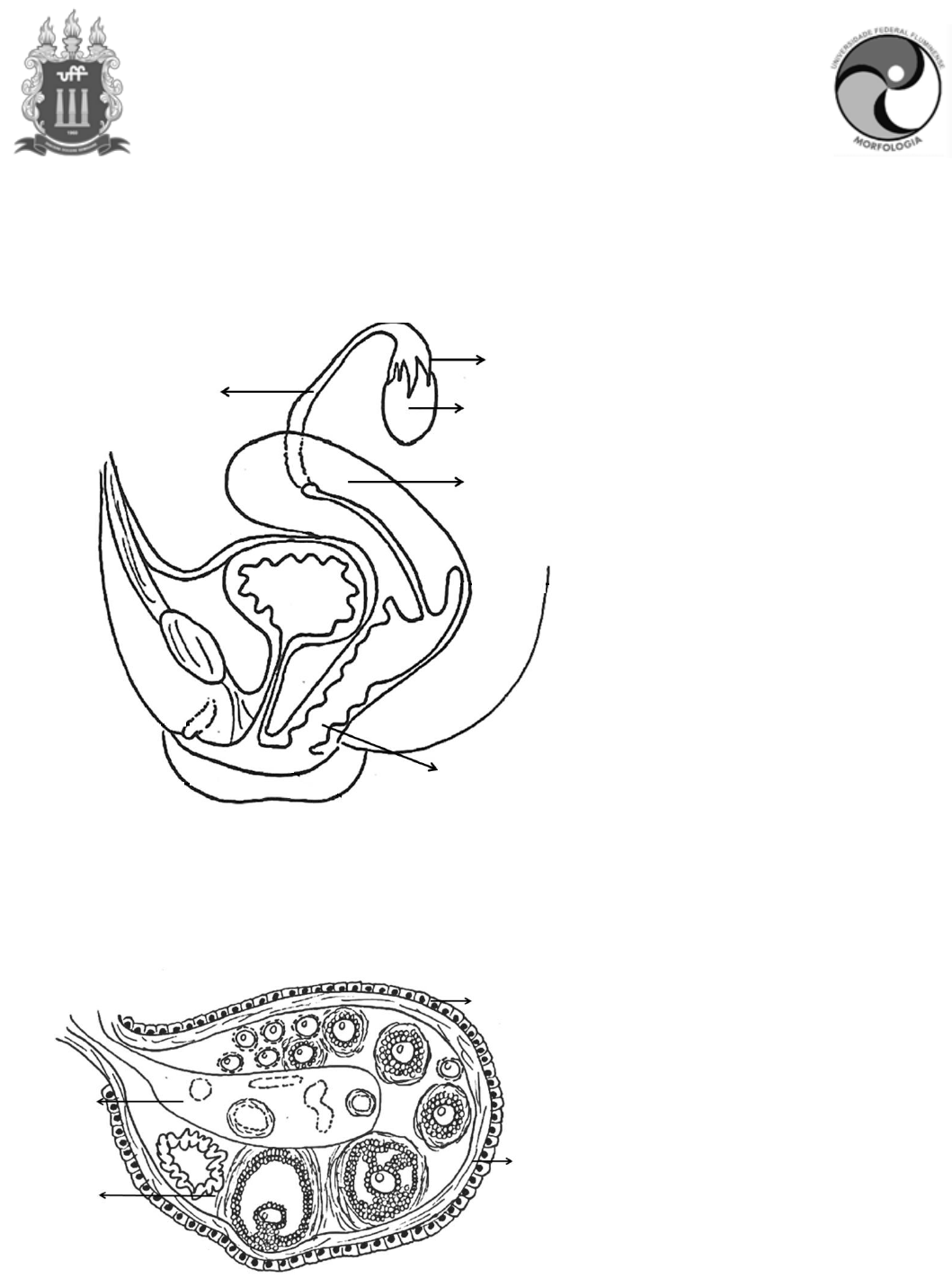 Aparelho Reprodutor Feminino Para Colorir Desenhos De Dia