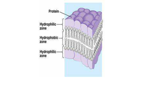 Evolucao dos Modelos da Membrana Plasmatica - Biofísica