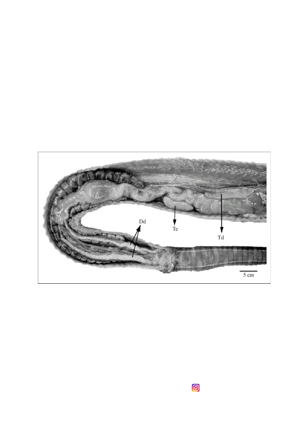 Aparelho reprodutor masculino de serpente. Te=testículo esquerdo