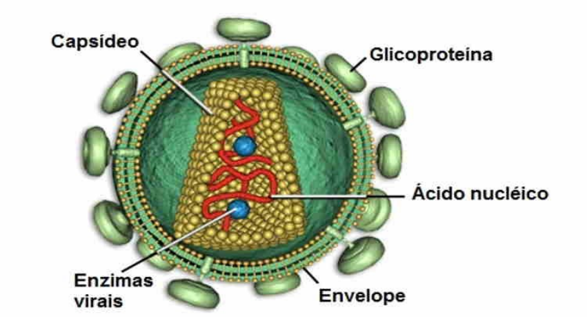 Características gerais e estrutura- Vírus - Microbiologia