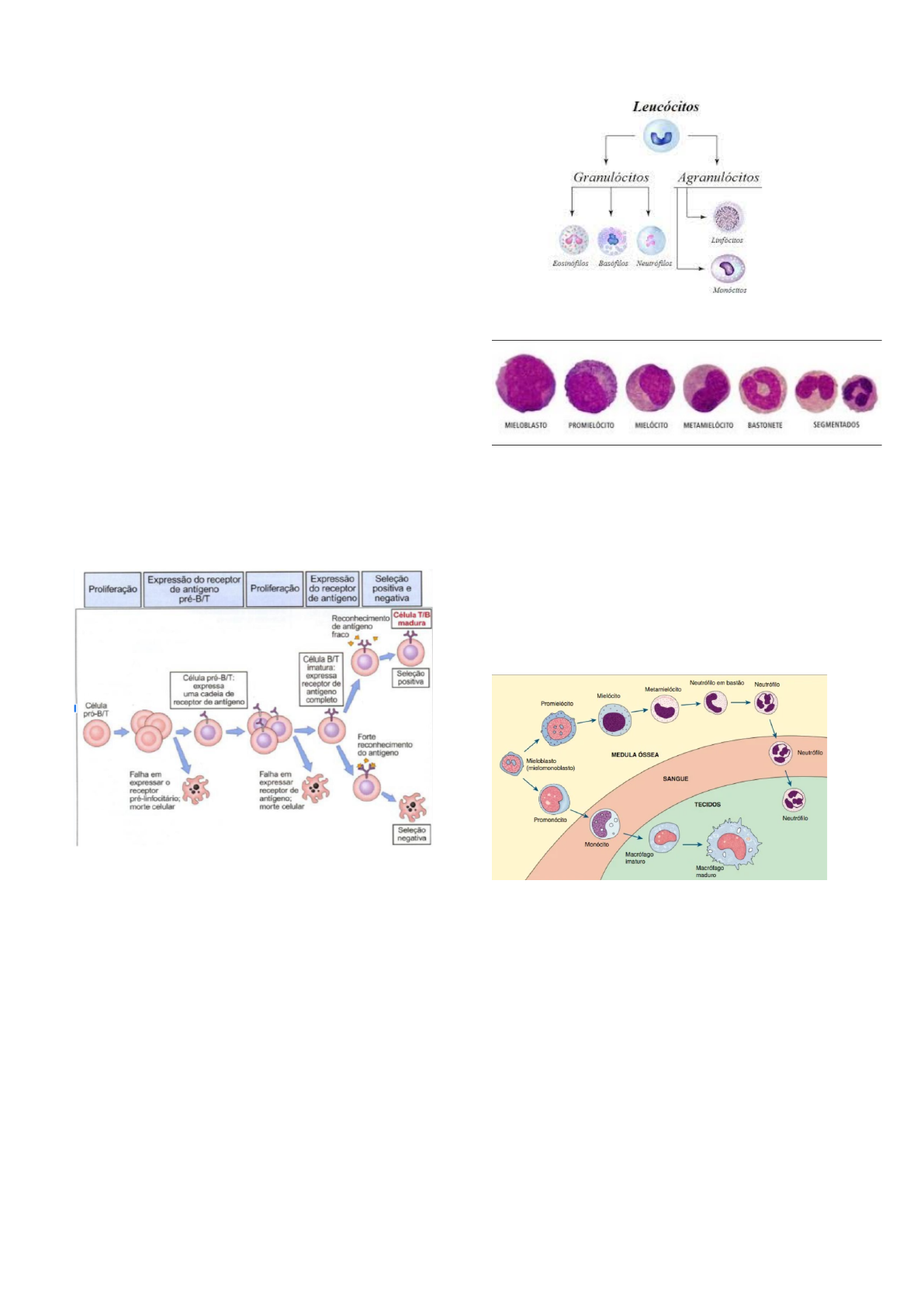 Fisiopatologia - CICLO CELULAR NORMAL Um ciclo celular normal consiste em  três etapas principais: -Interfase: Nela, a célula vive a maior parte do  tempo e se dá o crescimento. -Mitose: Divisao celular. 