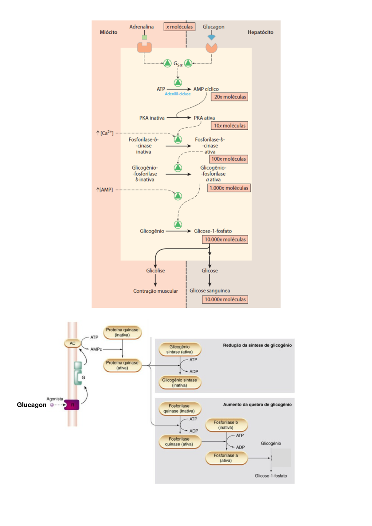 Grátis: Atividade BCM - Sinalização e regulação do metabolismo de  carboidratos - Material Claro e Objetivo em PDF para Estudo Rápido, image size:1191x1684