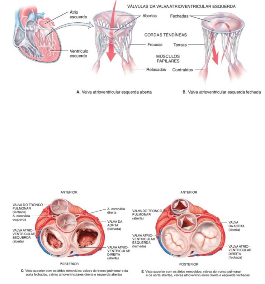 VÁLVULAS CARDÍACAS Anatomia I, 48% OFF