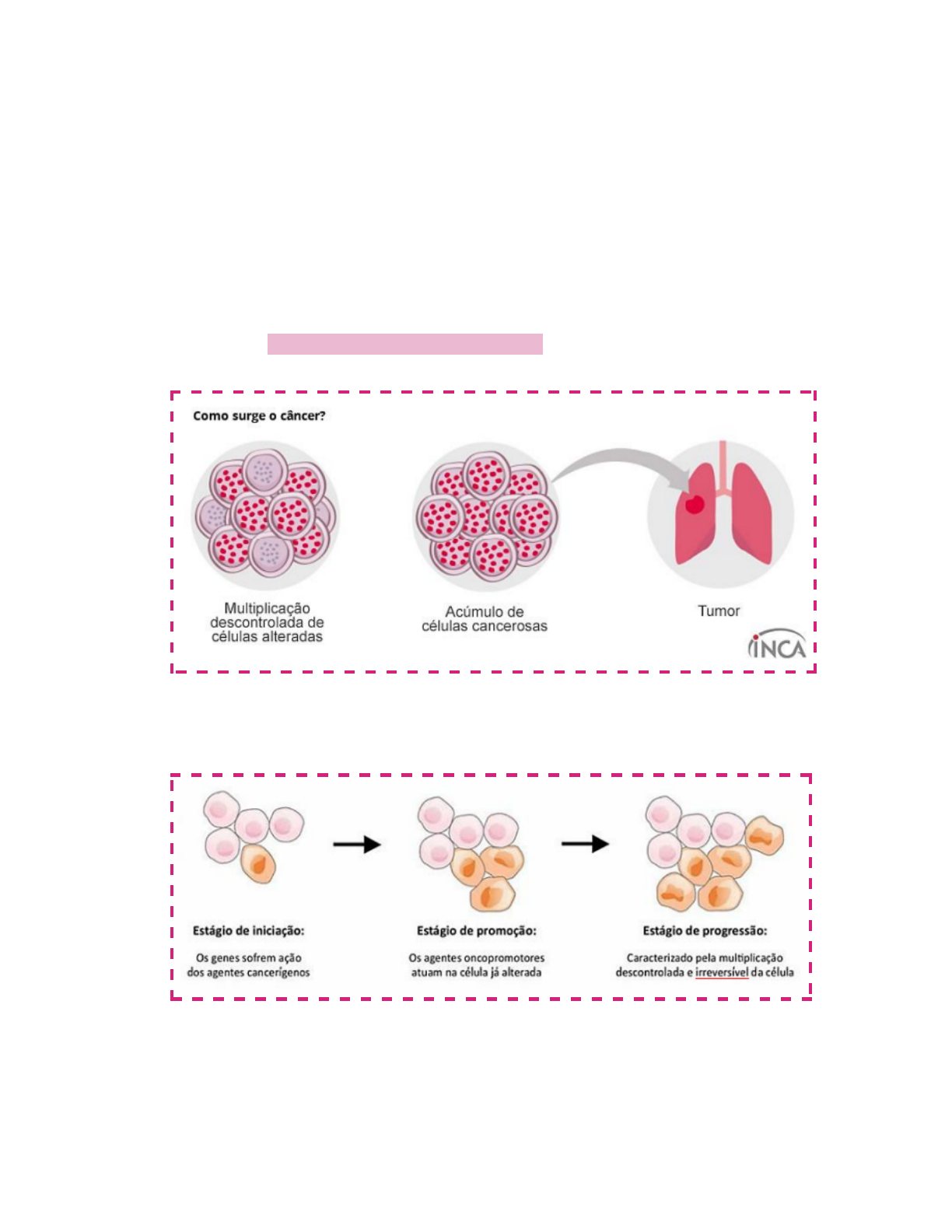 progressão da promoção da iniciação da carcinogênese