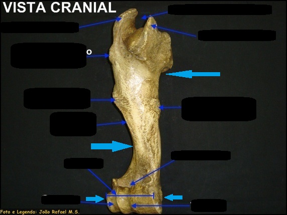 Mero Cranial Anatomia Veterin Ria I