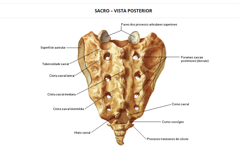 sacro vista posterior