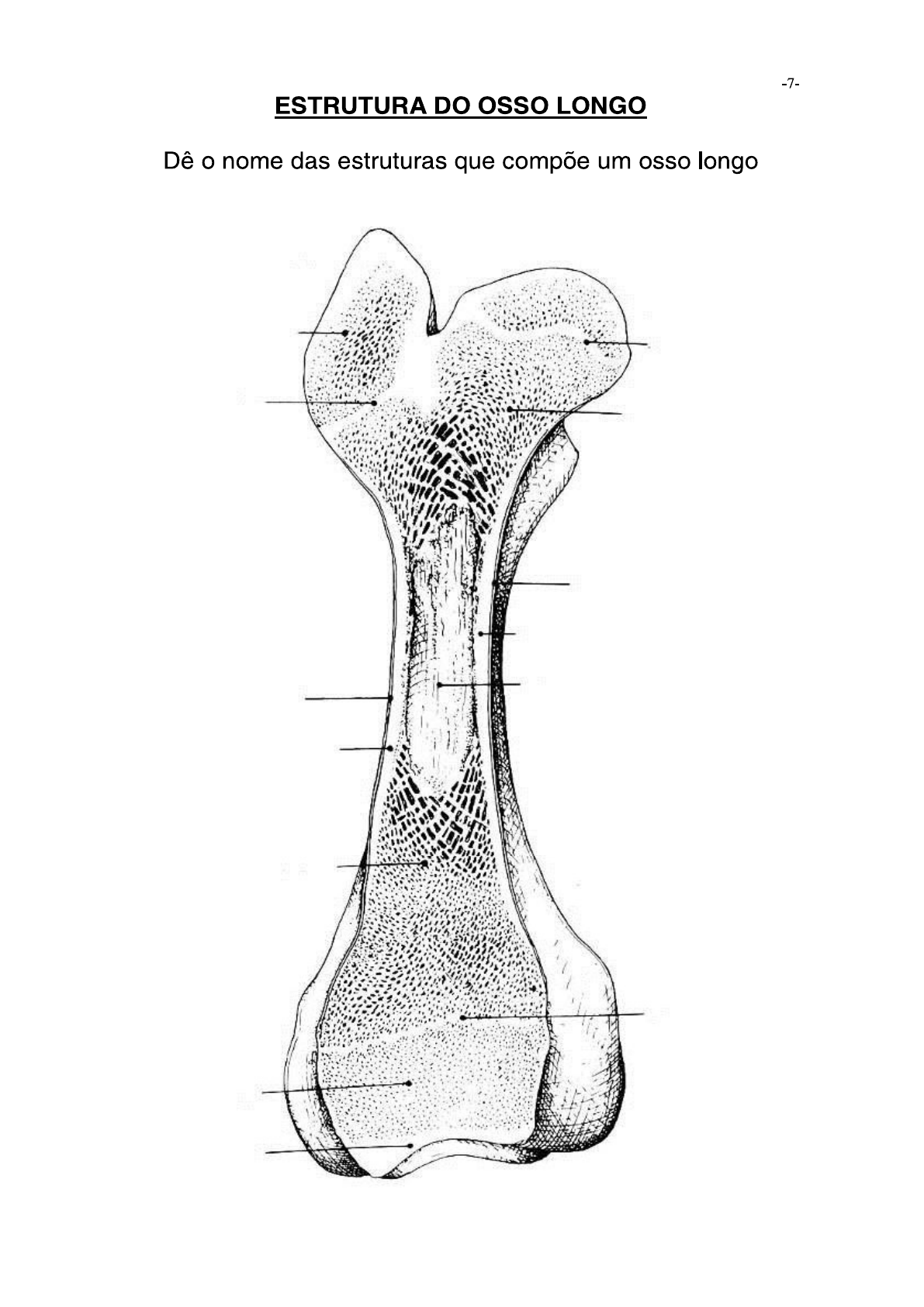 OSTEOLOGIA - Anatomia I