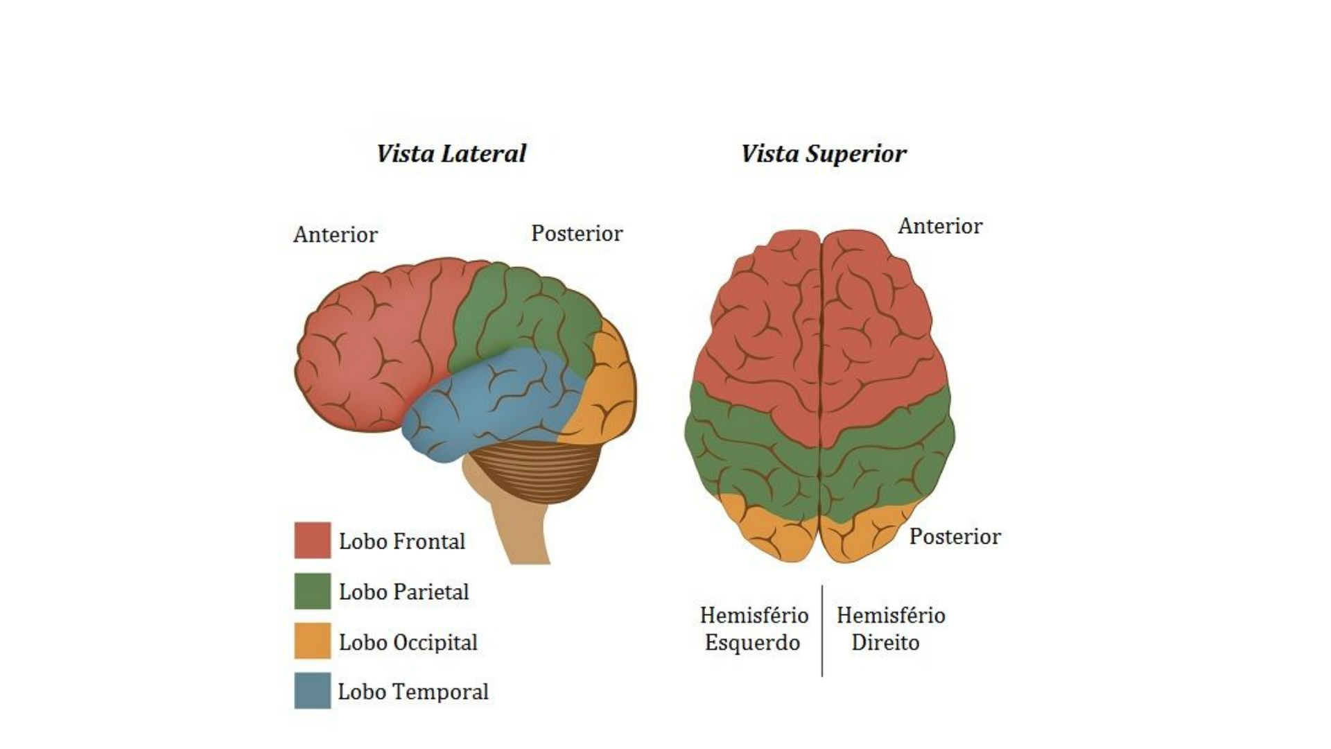 Grátis: Hemisferios Cerebrais - Material Claro e Objetivo em PDF para  Estudo Rápido, image size:1920x1080