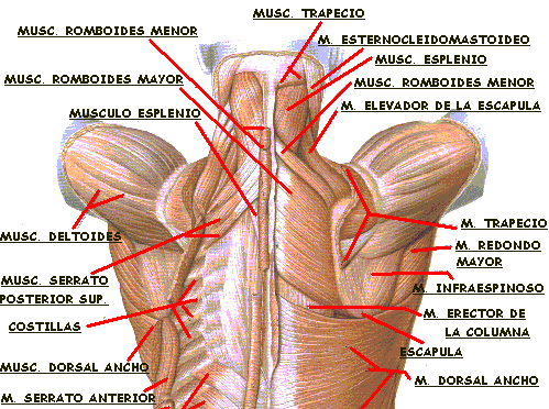 cintura escapular musculos - Anatomia Humana I