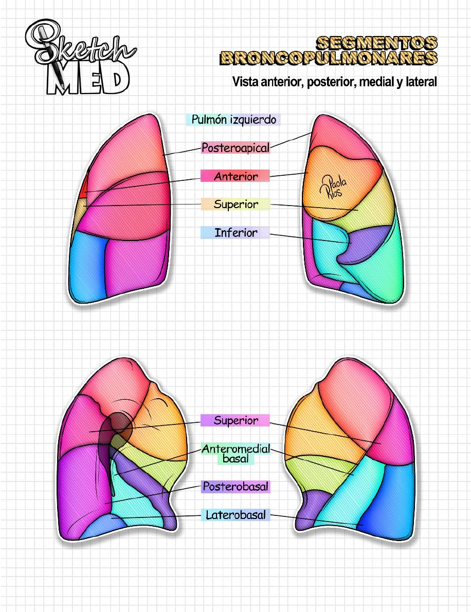 segmentos broncopulmonares