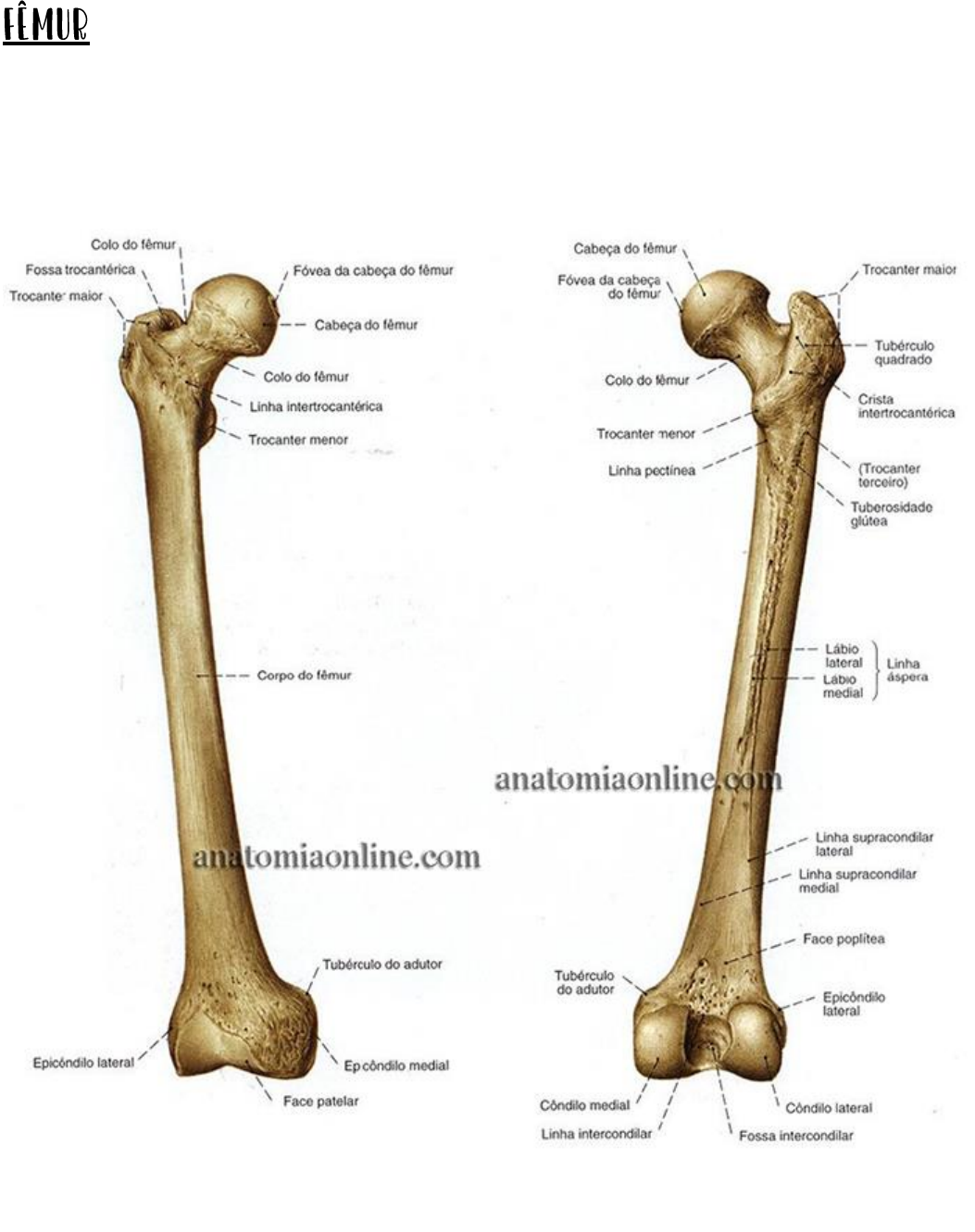 Cintura pélvica - Anatomia I