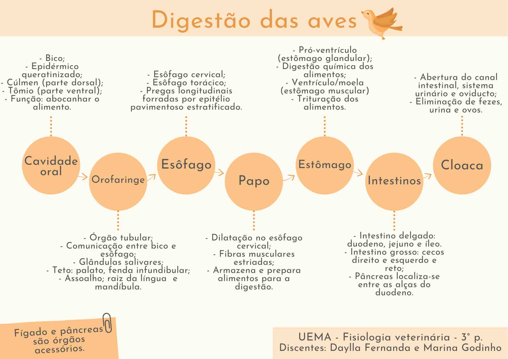 Sistema Digestório das Aves - Mapa Mental - Fisiologia Animal