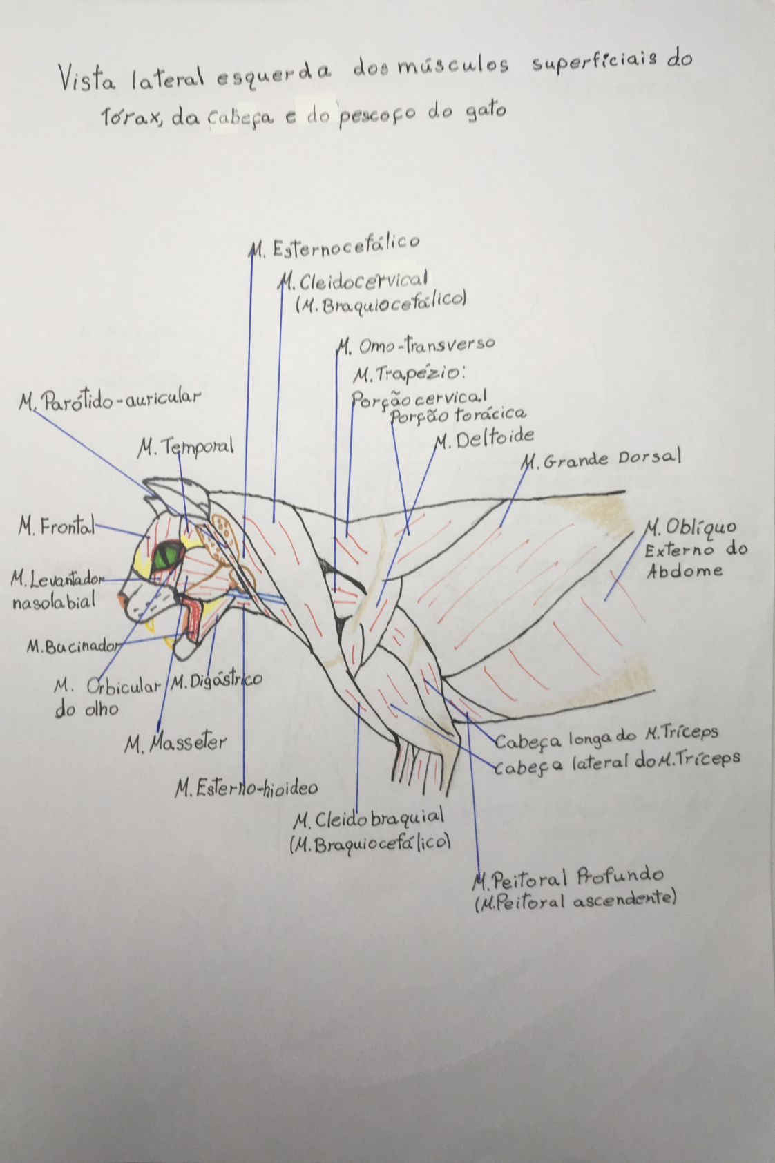 Musculos Do Gato Anatomia Veterinaria I