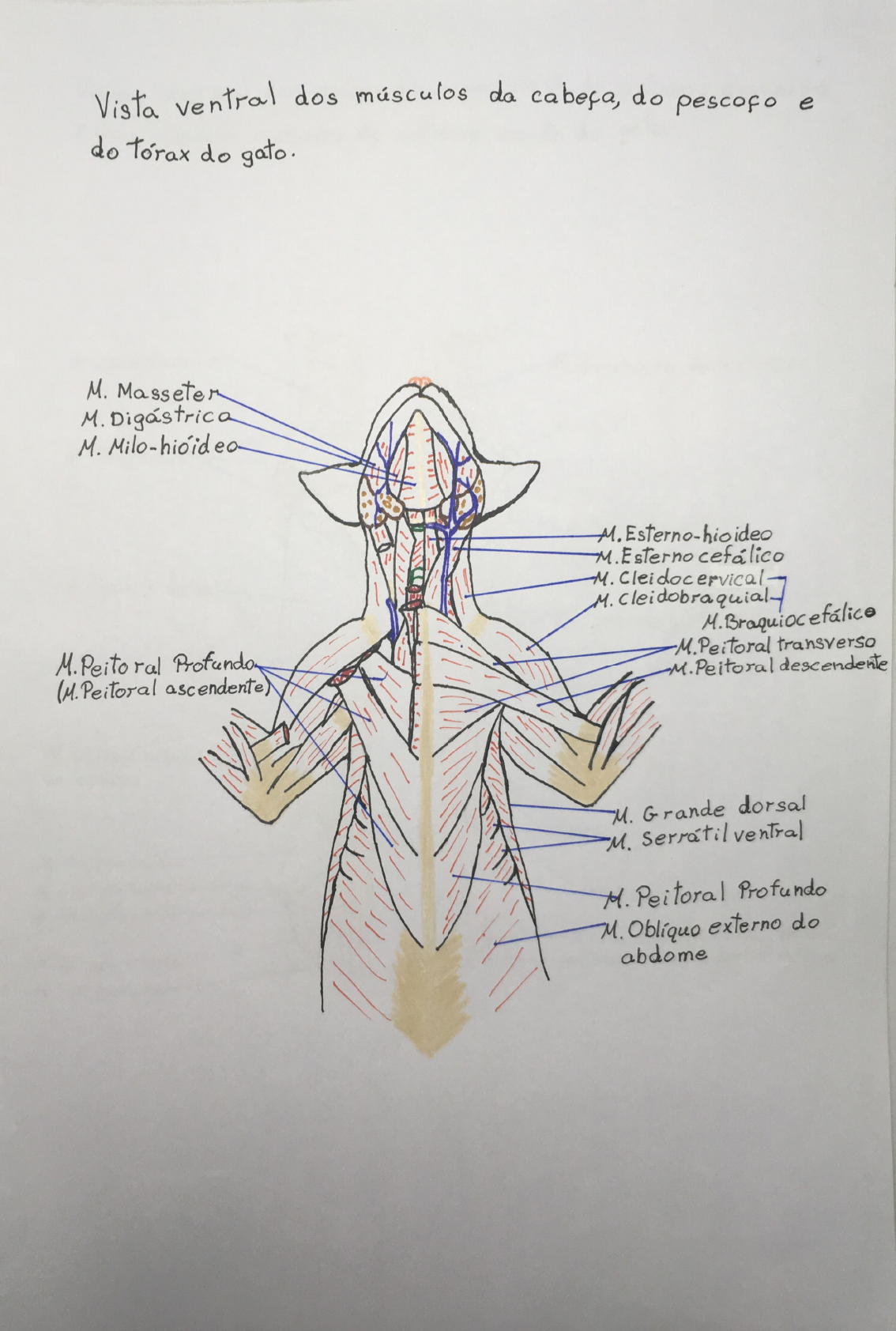 Musculos Do Gato Anatomia Veterinaria I