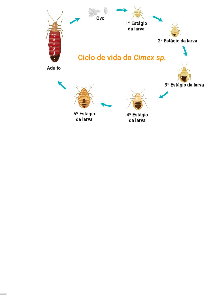 Marimbondo-cavalo: conheça o inseto com a picada mais dolorosa do mundo -  Revista Globo Rural