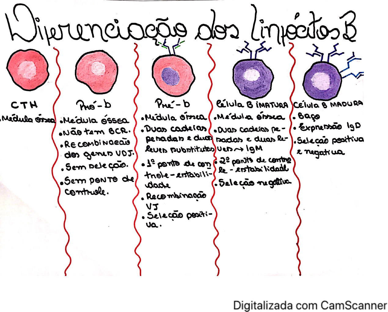 ATIVIDADE 2 - ESQUEMA SOBRE DIFERENCIAÇÃO DOS LINFÓCITOS B E T ...