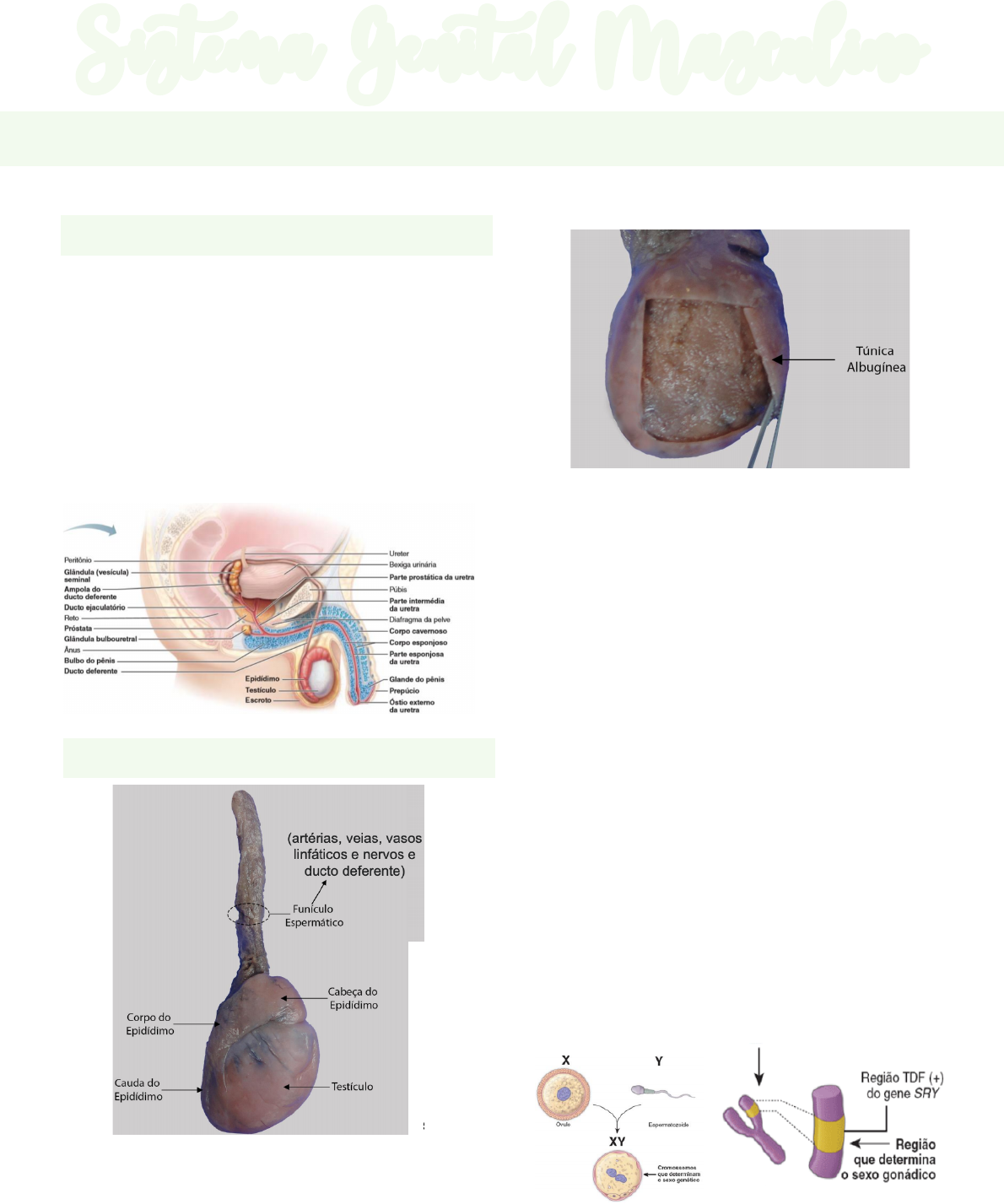 Sistema Genital Masculino Embriologia