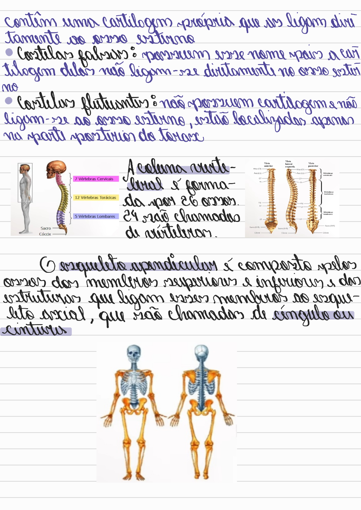 Sistema Esquelético - Axial e Apendicular - Anatomia dos Sistemas Orgânicos