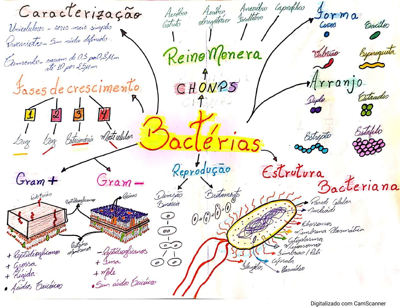 Mapa Conceptual Microbiologia Microorganismo Images P - vrogue.co