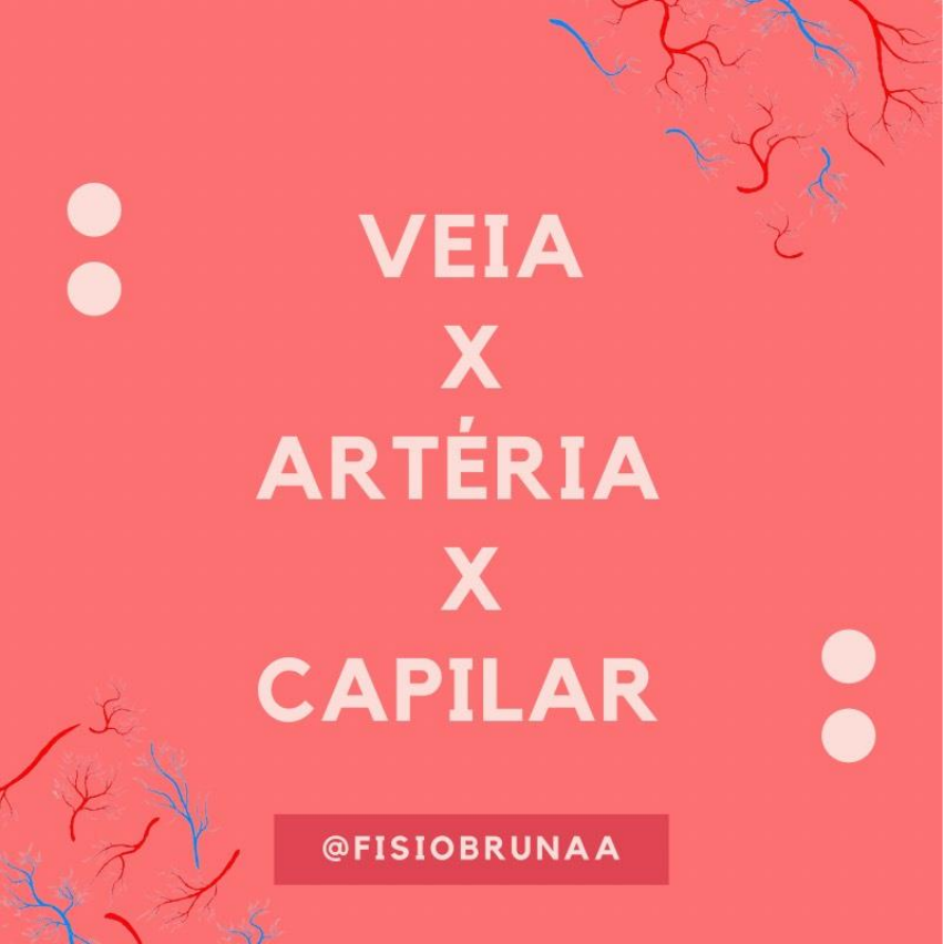 veia artéria e capilar Anatomia e Morfologia