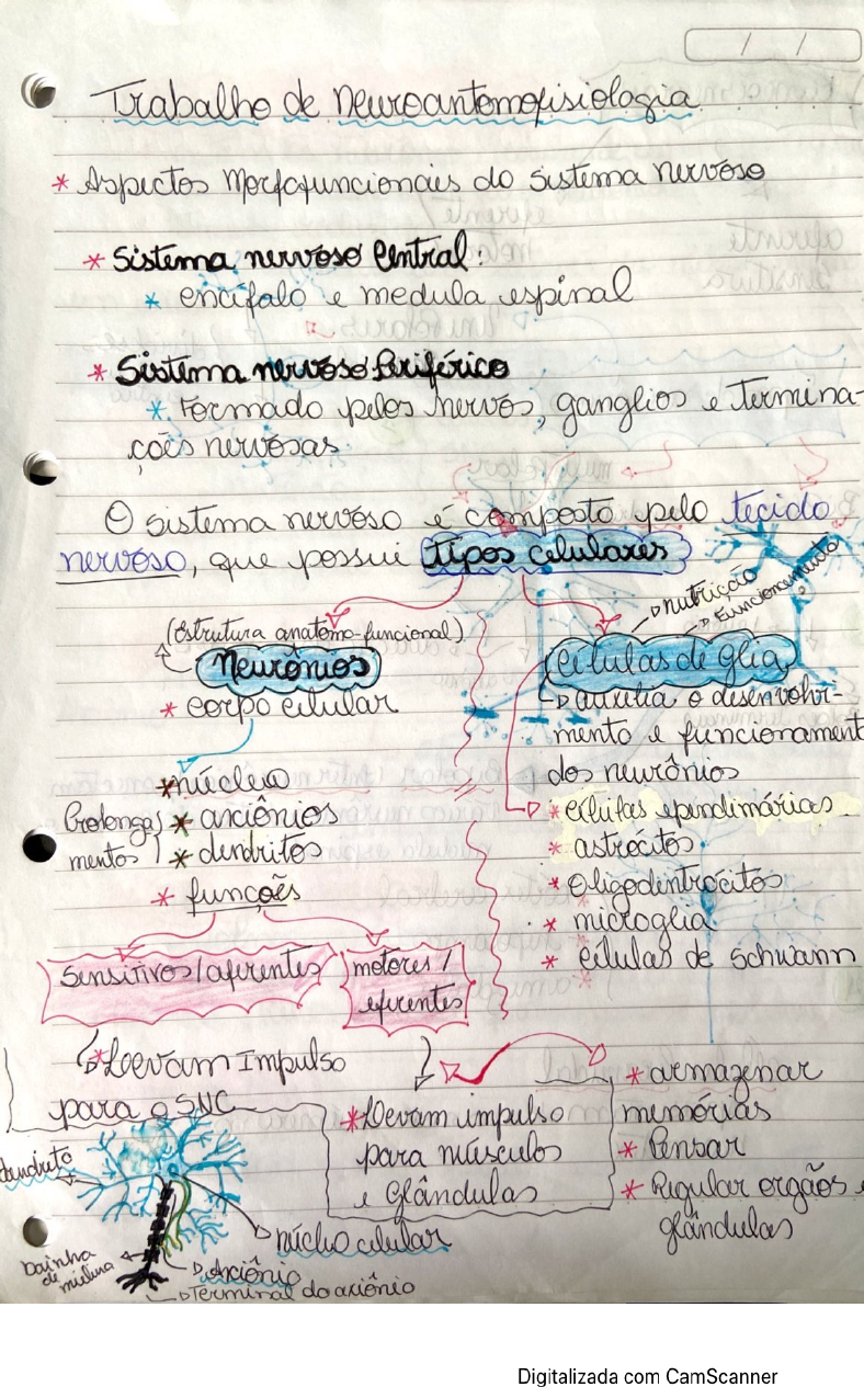 Mapa Mental De Neuroanatomofisiologia - Neuroanatomia E Neurofisiologia