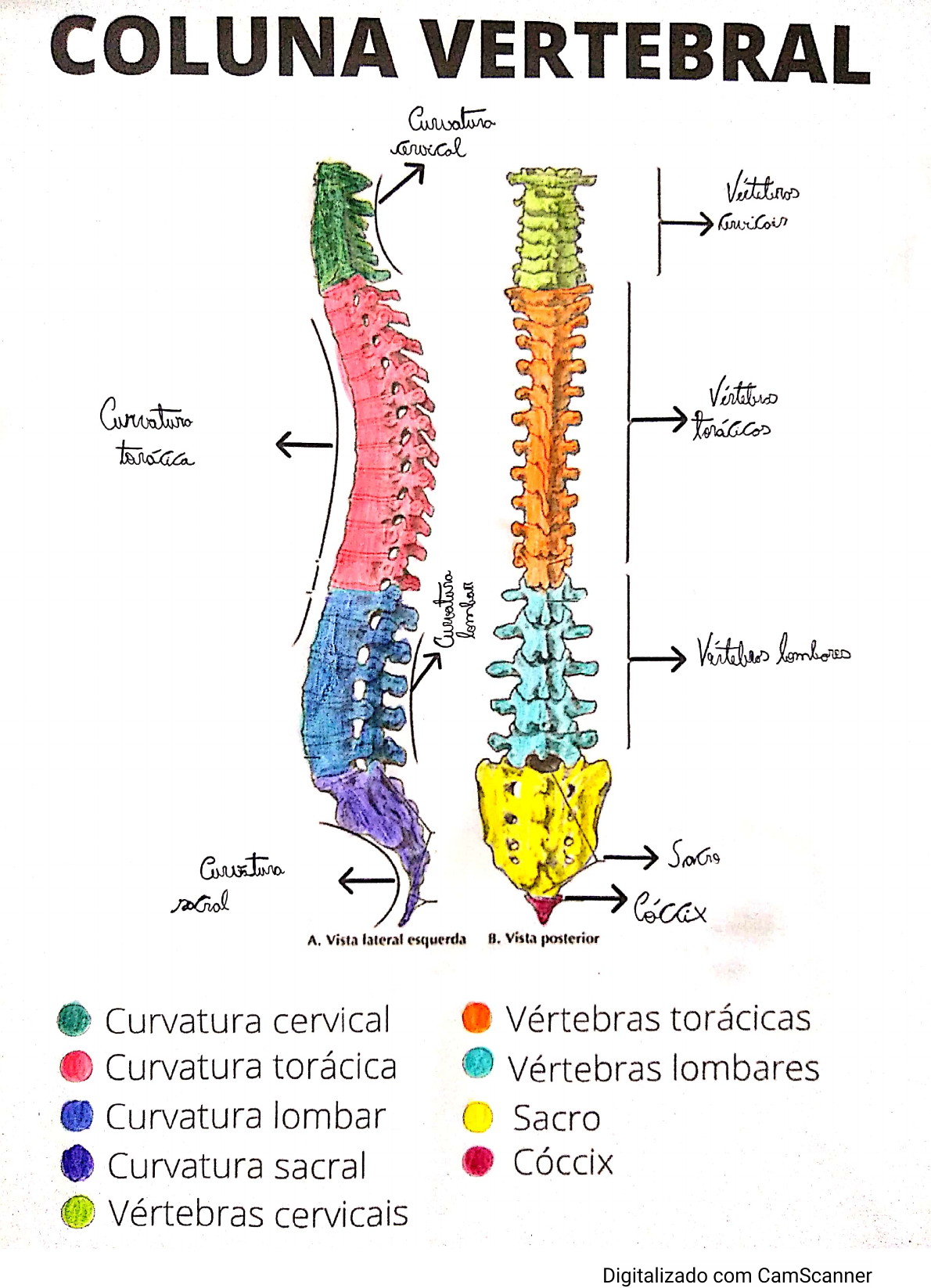 Vértebras E Costelas - Anatomia I