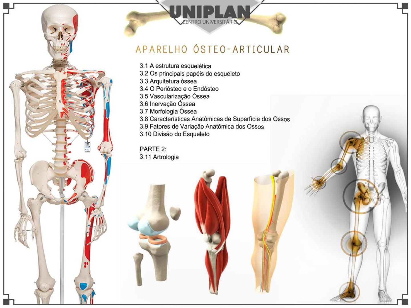 Aparelho Osteoarticular Pdf Anatomia I