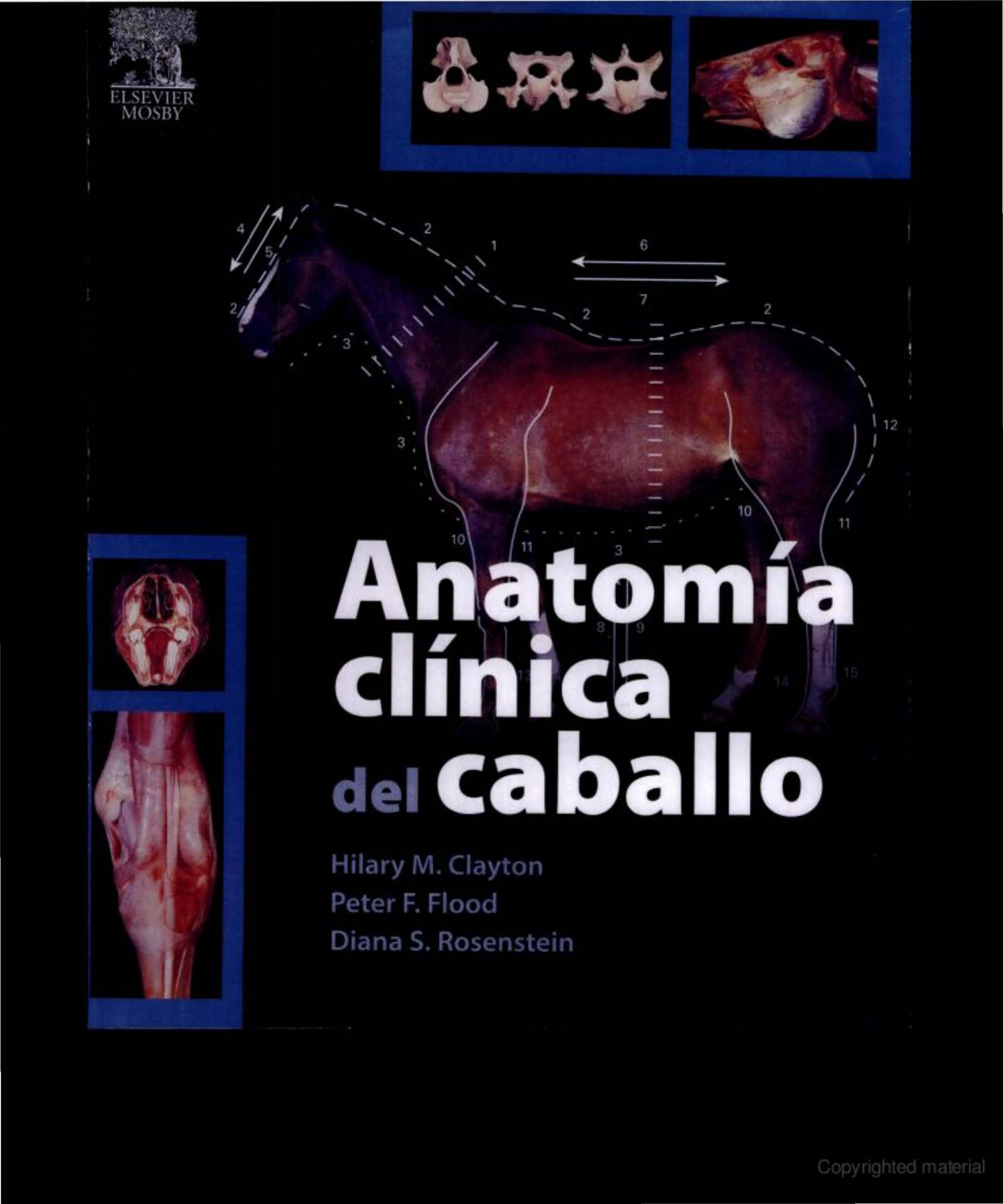 Clinical Anatomy Of The Horse 1e By Hillary M Clayton Peter F Flood Diana S Rosenstein Z Lib Org Livro De Anatomia Veterinaria