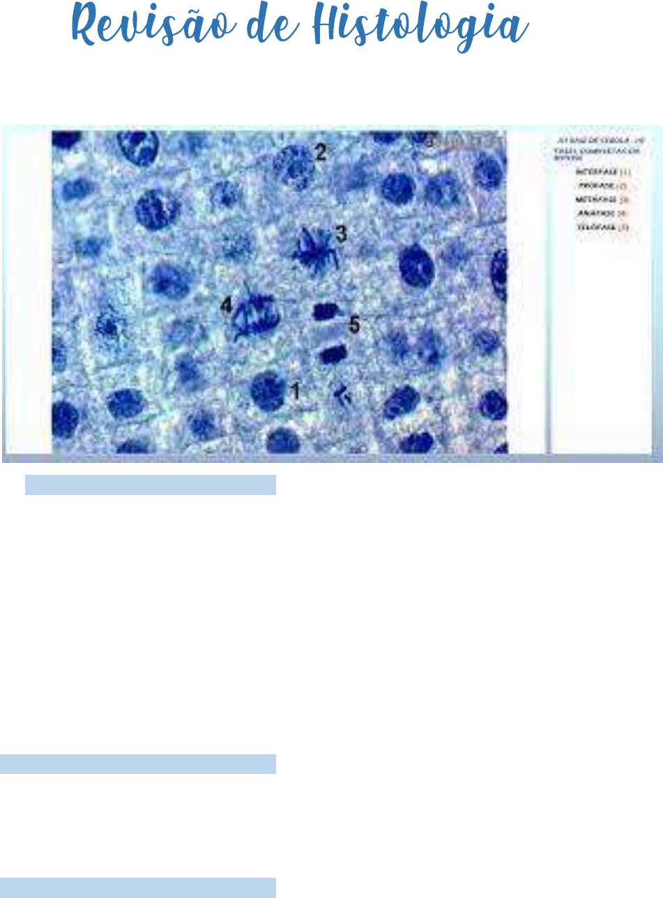 MITOSE - Histologia I