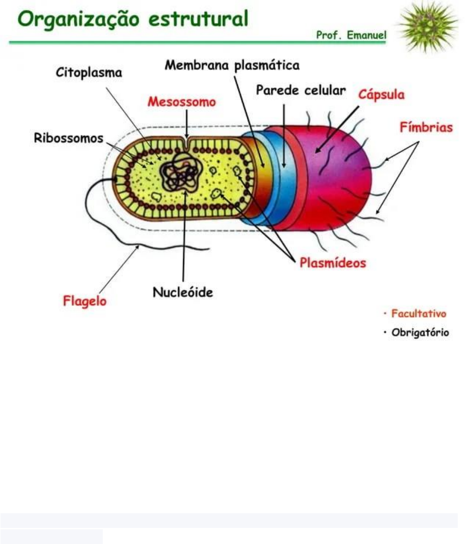 Grátis: Reino Monera: Bactérias e Classificação - Material Claro e Objetivo  em PDF para Estudo Rápido