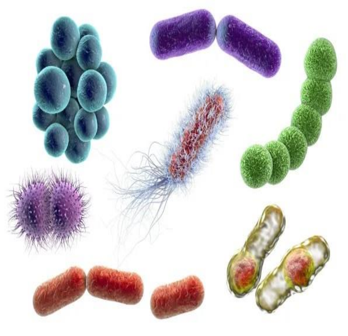 Grátis: Reino Monera: Bactérias e Classificação - Material Claro e Objetivo  em PDF para Estudo Rápido