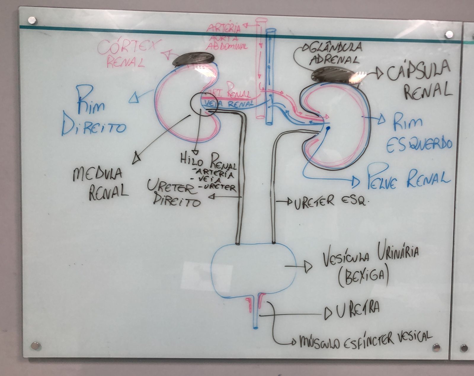 Sistema Renal Anatomia Medicina Veterin Ria