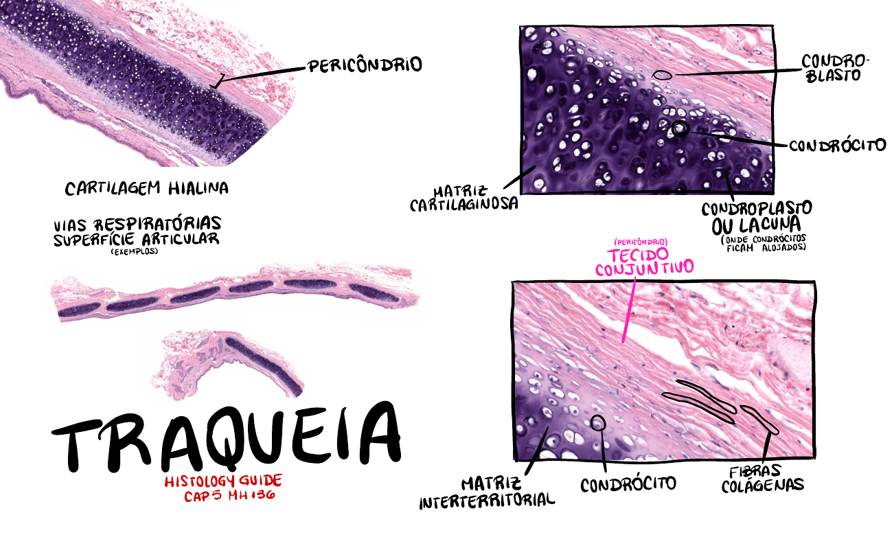 Tecido Cartilaginoso Anatomia I The Best Porn Website