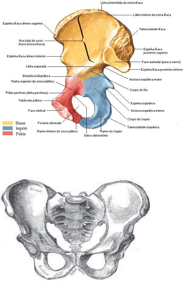 OSTEOLOGIA-CINTURA-PELVICA-E-MEMBRO-INFERIOR - Anatomia Neuromuscular