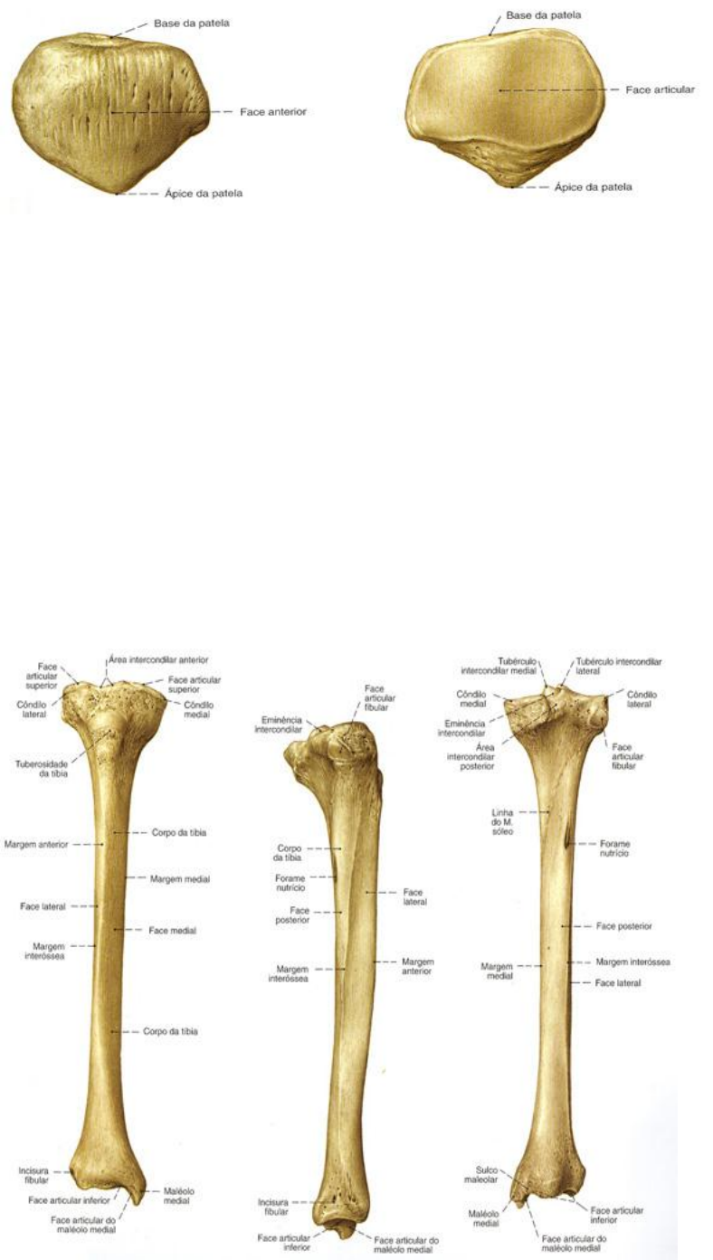 OSTEOLOGIA-CINTURA-PELVICA-E-MEMBRO-INFERIOR - Anatomia Neuromuscular