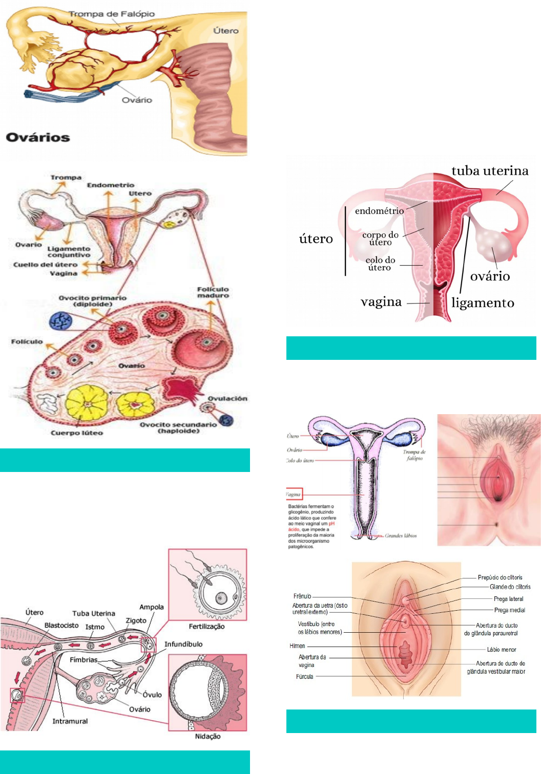 Diagrama Do Sistema Reprodutor Feminino E Masculino
