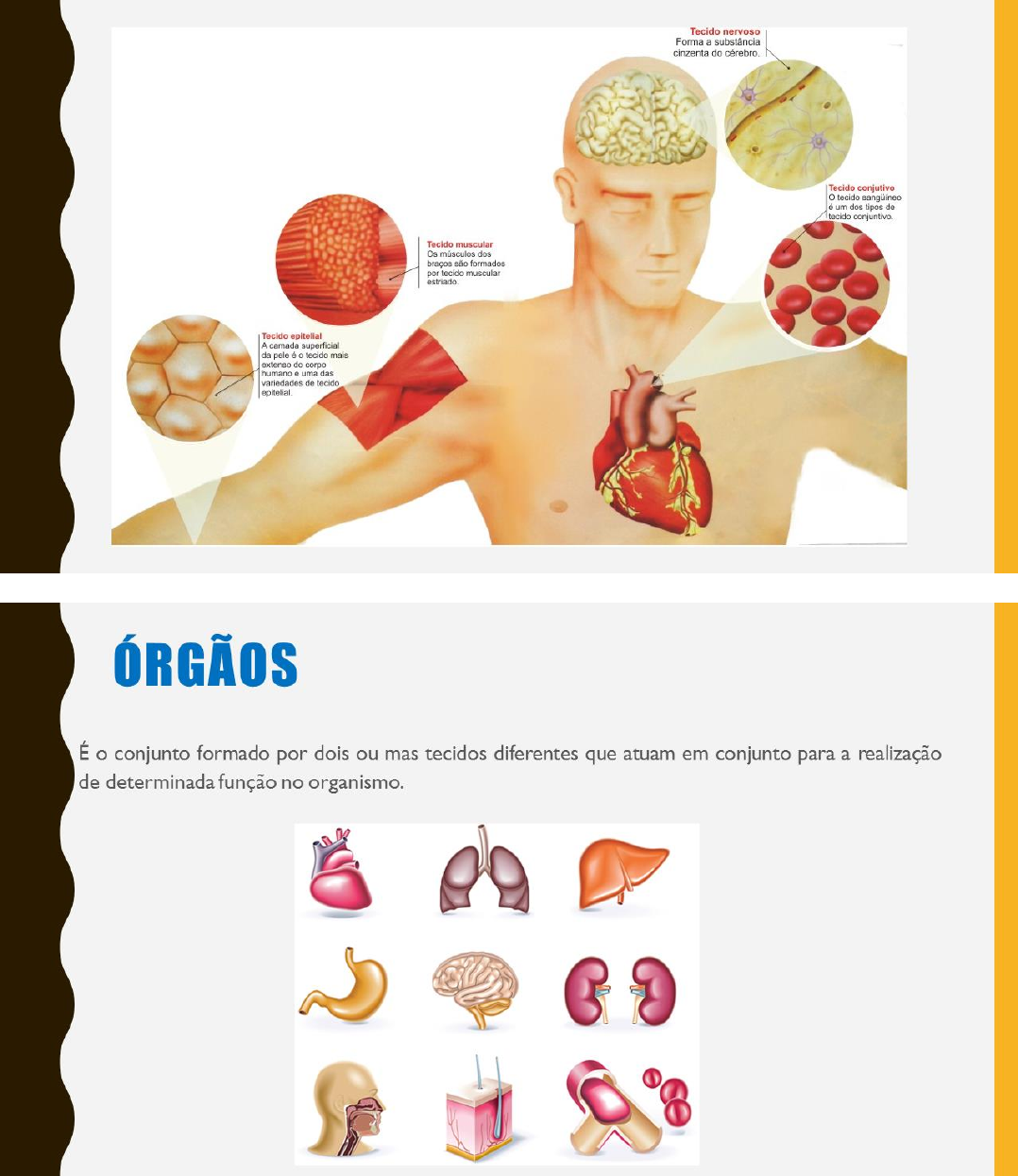 Grátis: Níveis de Organização do Corpo - Material Claro e Objetivo em PDF  para Estudo Rápido, image size:1078x1245