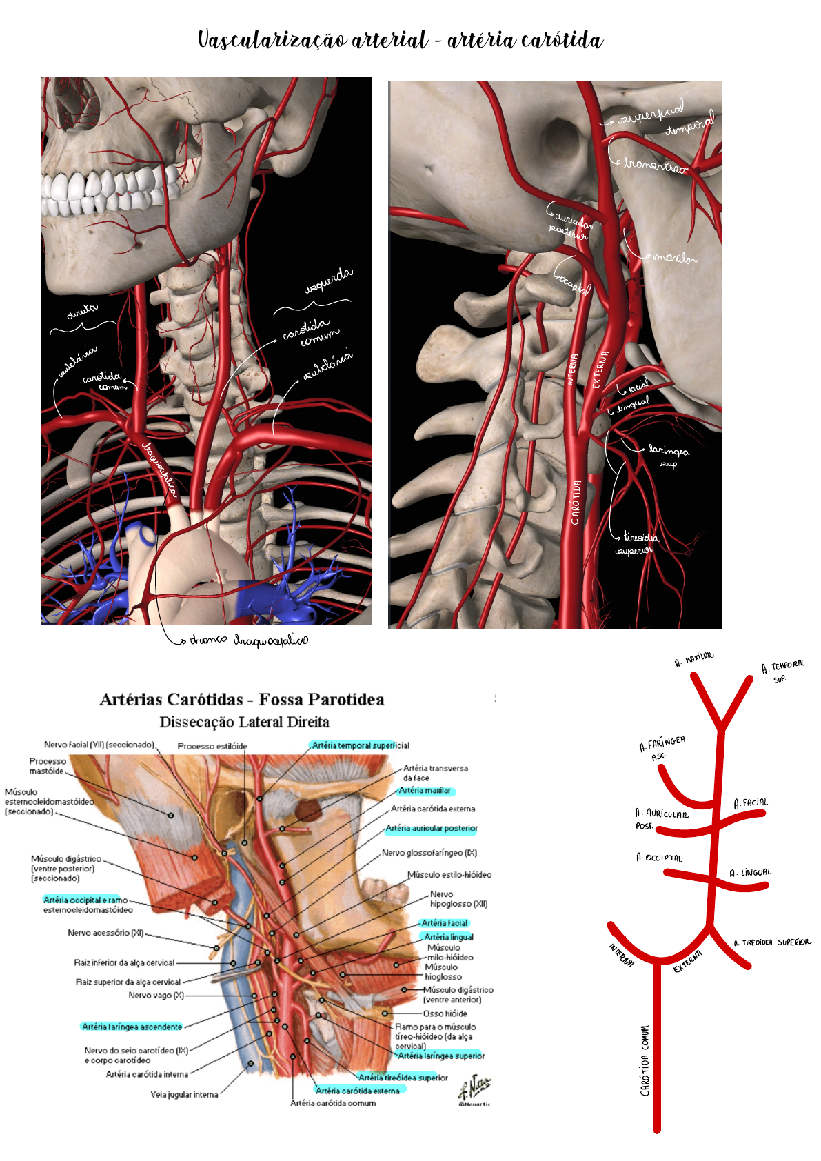 Minuto Anatômico #80: Glândula Hipófise – Anatomia \u0026 Fisioterapia, image size:1191x1684