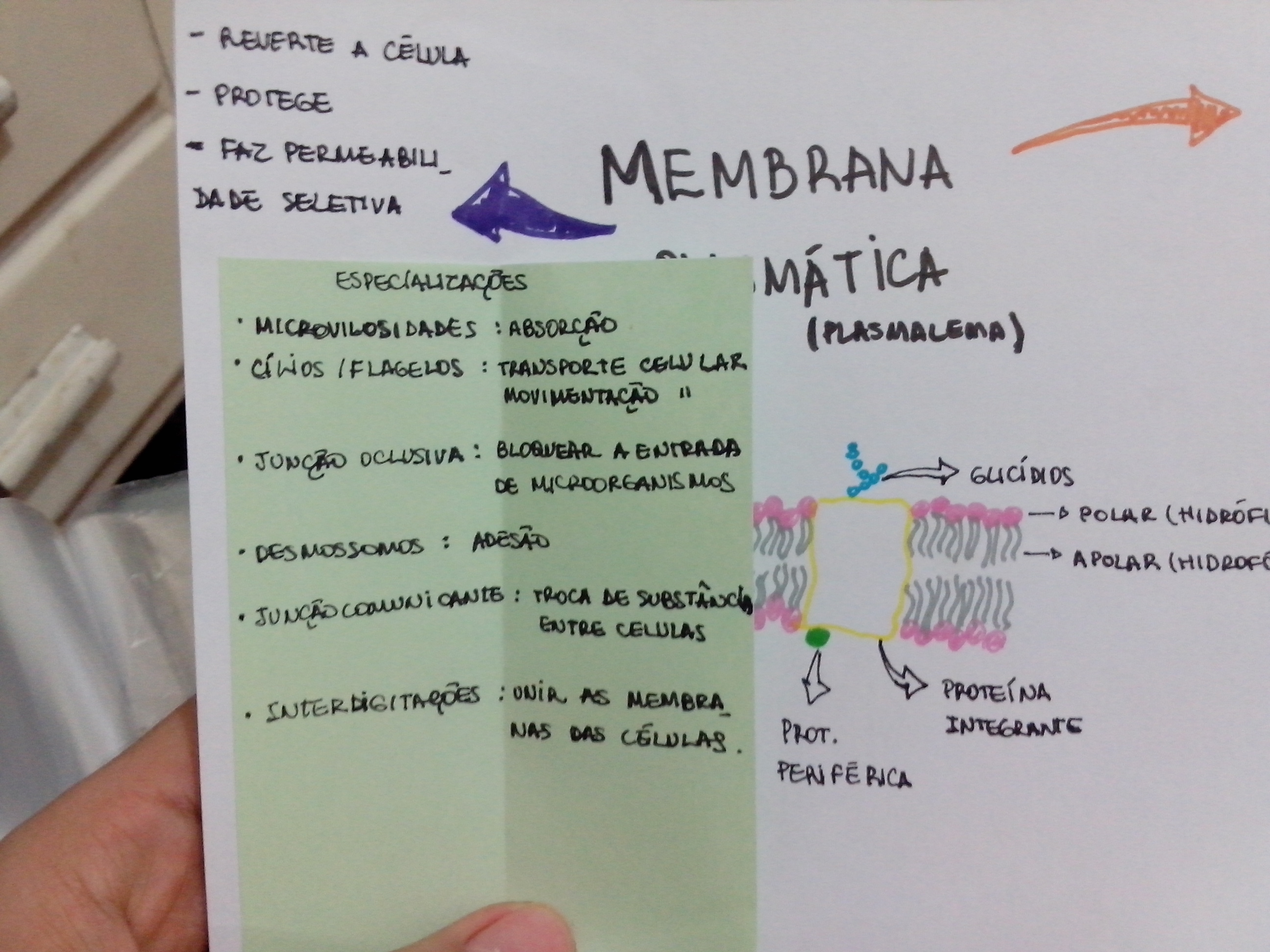 Mapa Mental Membrana Plasm Tica I Biologia