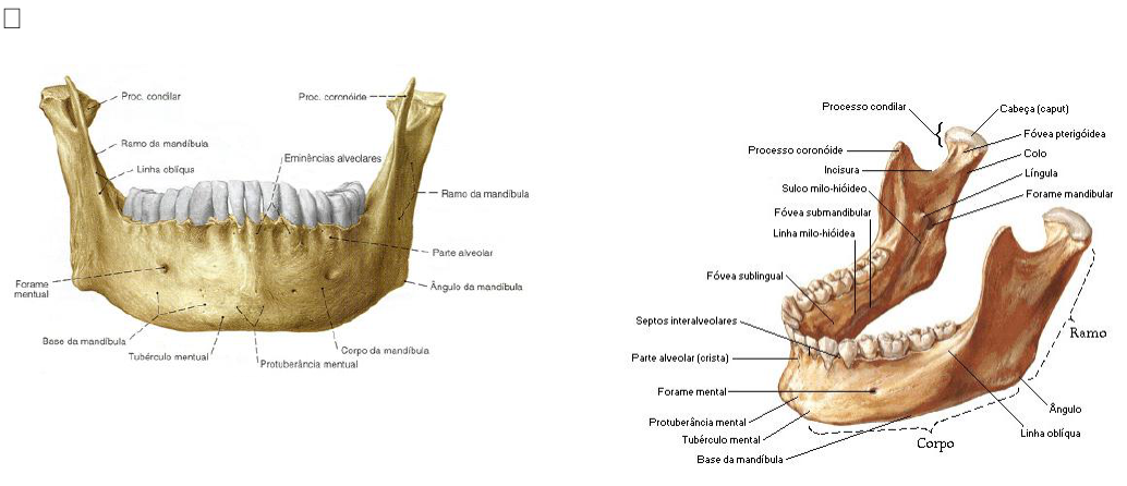 Anatomía Mandibular - CETYS