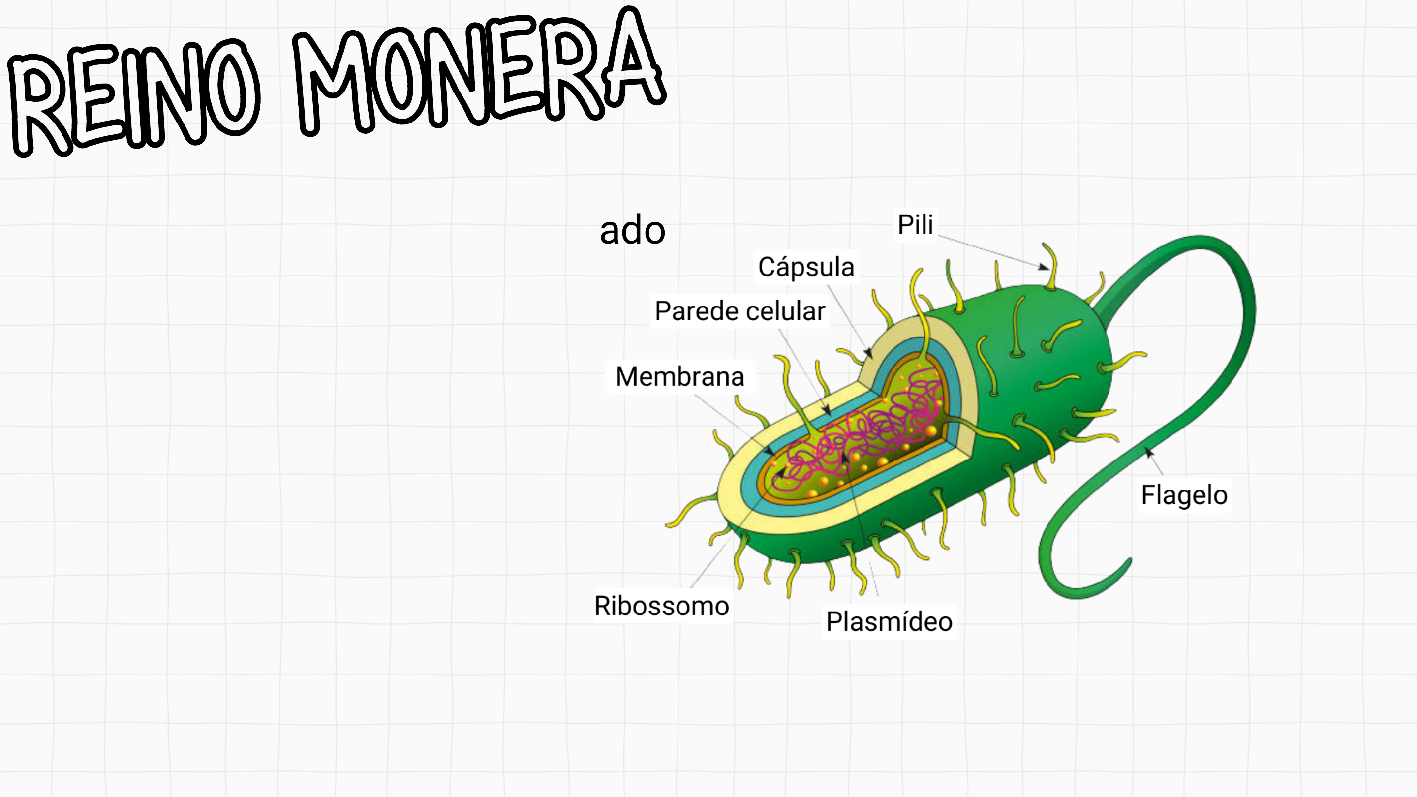 Grátis: Reino Monera - Material Claro e Objetivo em PDF para Estudo Rápido