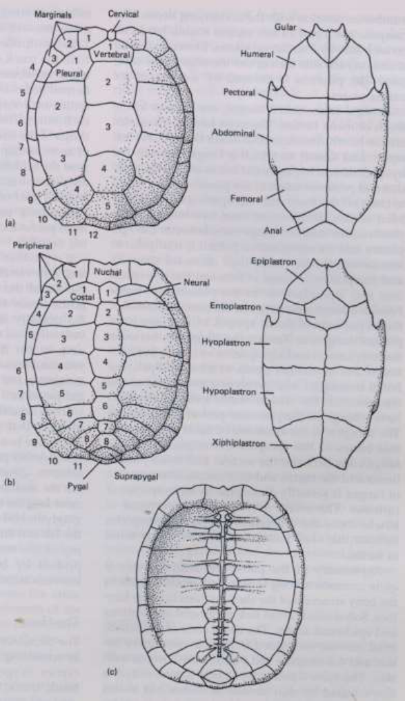 Anatomia Animal - I - Racha Cuca gabarito - Racha Cuca / Quiz / Animais /  Anatomia Animal - I - Studocu