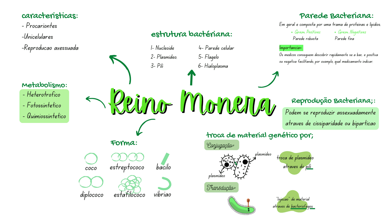 Grátis: Mapa conceitual Reino Monera - Material Claro e Objetivo em PDF  para Estudo Rápido