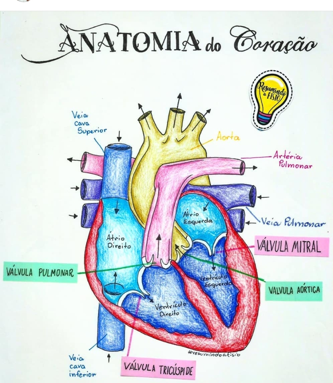 Anatomia Do Cora o Anatomia Sist mica Anatomia Do Cora o Anatomia Sist mica