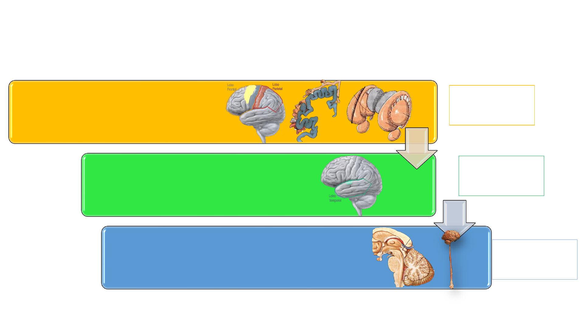 Fisiologia Da Motricidade Humana 1 Educação Física 