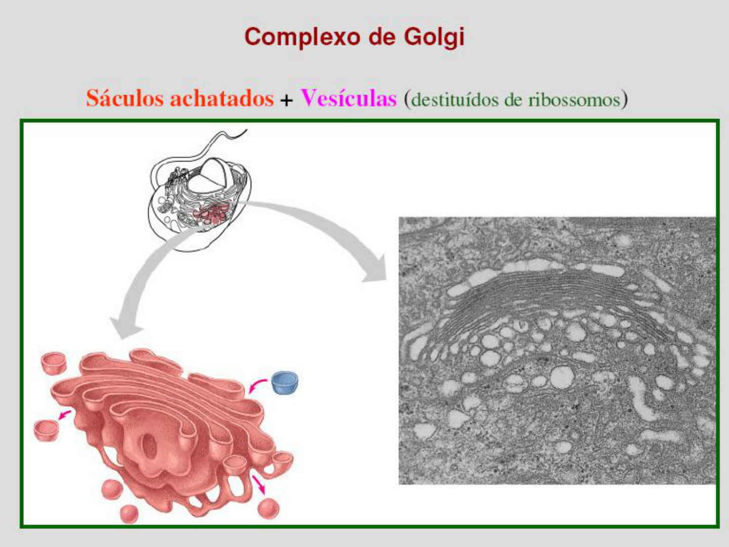 Aula 5 Complexo de Golgi - Processos Biológicos