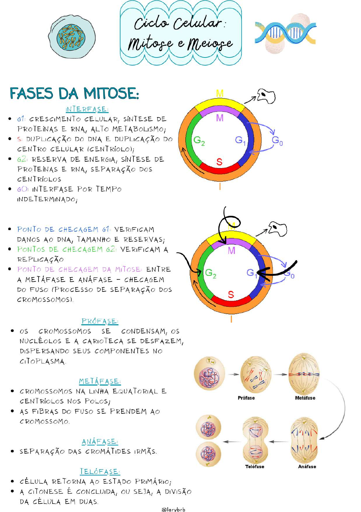 Ciclo Celular E Mitose - HerbsEdu
