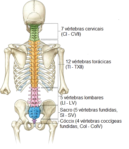 Anatomia Da Coluna Vertebral Humana 17395837 Png Porn Sex Picture