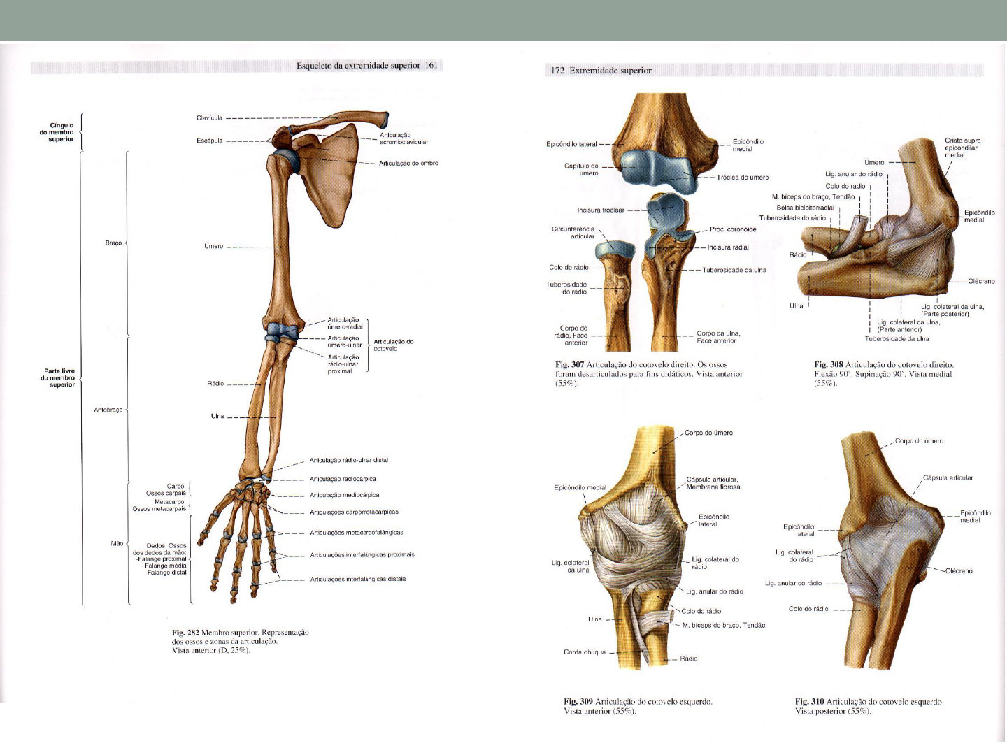 Grátis: ARTICULAÇÃO COTOVELO, PUNHO E MÃO - Material Claro e Objetivo em  PDF para Estudo Rápido, image size:1440x1080